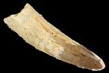 Spinosaurus Tooth - Real Dinosaur Tooth #134470-1